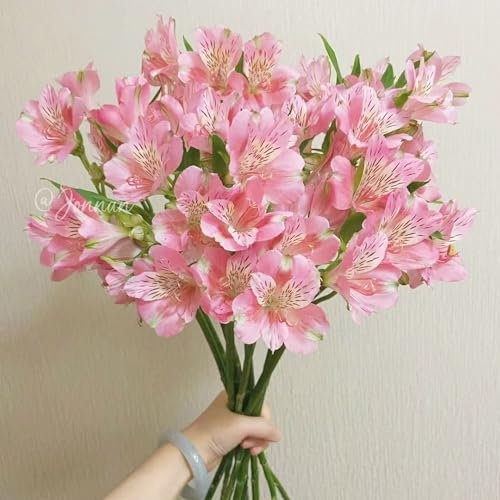 30 pcs blumen alstroemeria pflanze samen - wildblumensamen mehrjährig, blumenwiese samen schmetterlingsflieder dekoration wohnzimmer bienenfreundliche