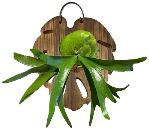 Supporto da Parete Felce Staghorn - Pannello da Parete in Legno a Forma di Coda di Pesce | Tavola Per Felce Corna Di Cervo | per Giardino, Decorazione Casa, Esposizione Soggiorno, Monstera Rampicante