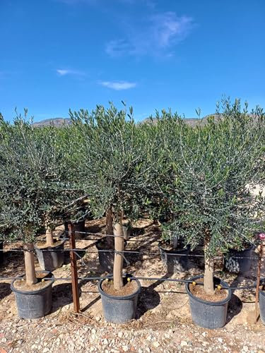 Sunny Tree Olivenbaum Olive '25 Jahre' 160 cm, A+ Qualität, winterhart, Olea Lechin Winterhart -18
