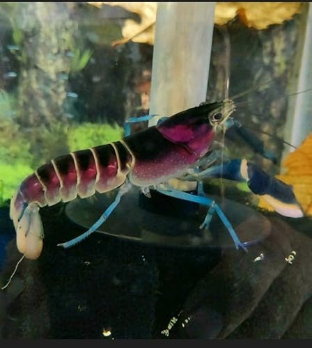Garnelenglück - Cherax Pulcher - 1 Stück (7-10 cm)