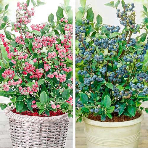 2x Heidelbeeren Pflanzen Blaubeeren Pink Lemonade + Eliot Rosa Frucht, Vaccinium corymbosum reichtragend Heidelbeere für Töpfe & Kübel, Heidelbeere für Balkon, Terrasse oder Garten, Winterhart