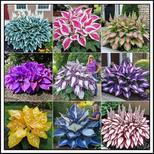 Bulbi di hosta/miste/Radici selezionate di hosta/resistenti al freddo e alla siccità/adatte per la decorazione di giardini e balconi【NVNJHJN】-4 Rizoma-A