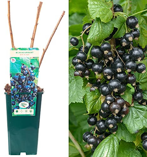 Blackcurrant Ribes Ben Alder | Deciduous Fruit Plant Shrub | 30-50cm Potted