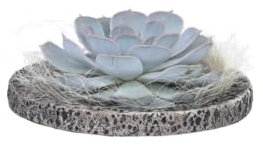 Plant in a Box - Rootless - Echeveria 'Laine de Koala' - succulente en échelle décorative - Gris - 20 cm