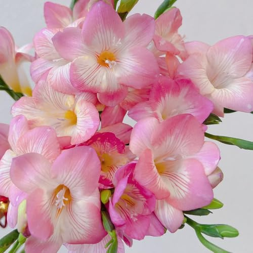 20 piezas Bulbos de fresia resistentes, bulbos de flores de primavera, bonsai de interior bonsai fresia refracta flores frescas, adornos de jardín para exterior flores resistentes,
