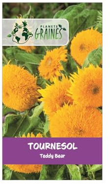 20 Graines de tournesol 'Teddy Bear' - Variété naine aux fleurs doubles et duveteuses, idéale en pot ou massif