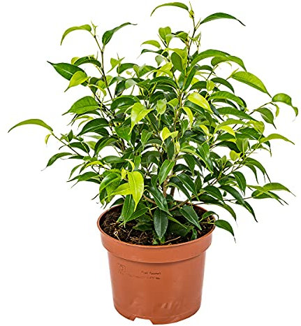 Bloomique - Ficus Benjamina Natasja - Figuier pleureur - Plante d’intérieur - Dépolluante - Facile d’entretien - 20-30 cm de Haut - Pot 12 cm
