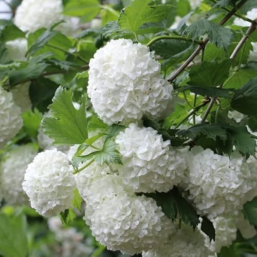 Bola de nieve común - Viburnum opulus 40-60 C -