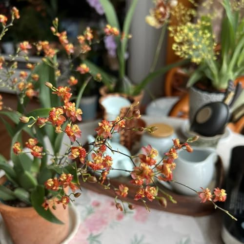 semi di orchidea oncidium ornamentali, decorazione, orchidea decorativi resistenti al balcone 400pcs