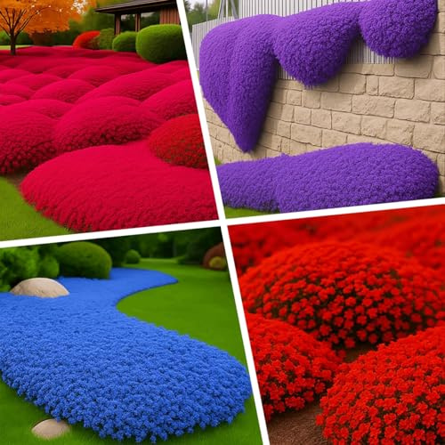 ZXZHYiYao 3000Pcs Creeping Thyme Seeds, Flower Seeds Ground Cover Carpet, Creeping Thyme Perennial（Mixed colors）