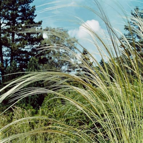 Stipa barbata ca. 9x9 cm Topf - Federgras, silbrige Blütenwedel, ideal für Steingärten und Rabatten, trockenheitsresistent, pflegeleicht