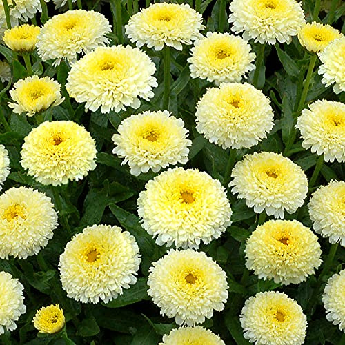Leucanthemum Luna - Gänseblümchen - Gelbe mehrjährige Blume im Topf für den Außenbereich