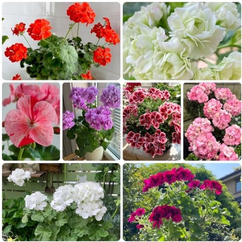 semillas de geranio colgante - pelargonium - resistentes al aire libre de primavera, silvestres de perennes de jardín 400pcs