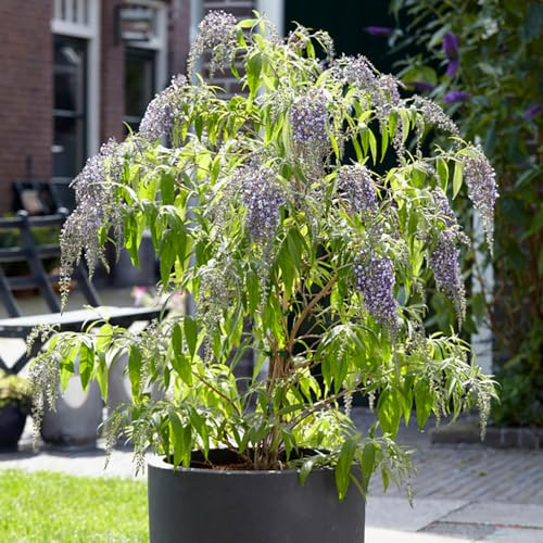 YouGarden Buddleia 'Wisteria Lane', Set of Three 9cm Pots, Butterfly Friendly Shrub, Garden Colour