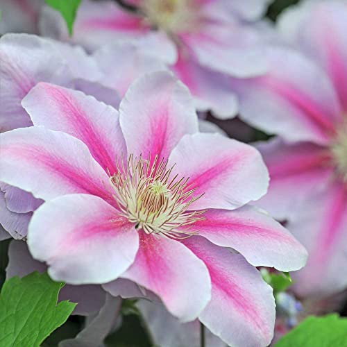 Hardy Perennial Clematis ‘Nelly Moser’ Flowering Climber, Potted Garden Plants Ideal for Cottage Gardens, Walls, Fences, Patio and Containers Supplied as 1.7 Litre Potted Plant by Thompson & Morgan