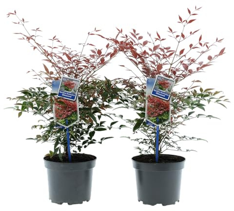 Nandina domestica ‘Obsessed’ ® Hemelsbambus 30–35 cm im 17 cm Topf wintergrüner Zierstrauch mit rotem Austrieb für Garten, Balkon und Terrasse (1)