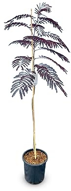 Sunnytree - Schlafbaum - Albizia Julibrissin 'Summer Chocolate' - Winterharter Baum - Rosa Blüte - 160cm - Seidenakazie