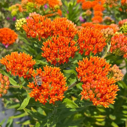 3 x Asclepias Tuberosa – Orange Lily Blooms – Brings Zingy Summer Glow – Perennial – Summer Flowering Bulbs – for Your Beautiful Garden