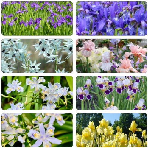 bulbos iris de jardín de rocas cama elevada resistentes prado bonsái reverdecimiento tejados balcón Camas elevadas para el jardín 14pcs
