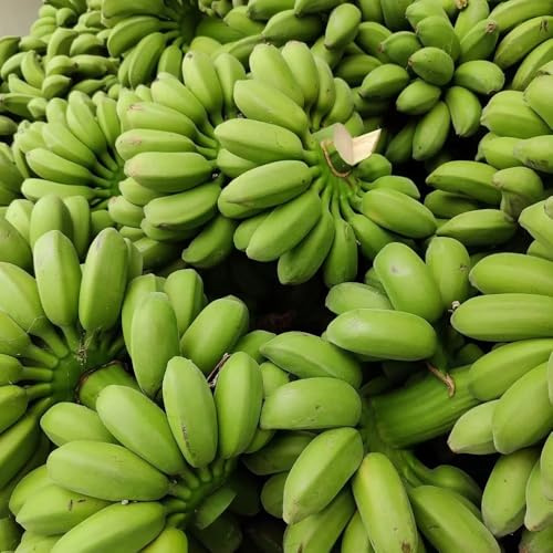 semillas de banano, banano, plátano resistente de plátano, raras balcón 60pcs