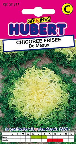 Graines de Chicorée Frisée de Meaux - 4 grammes
