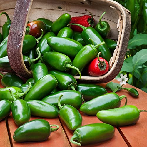 Jalapeno Chili Seeds - Jalapeño Chili Pepper Plant Spicy Vegetable Seed