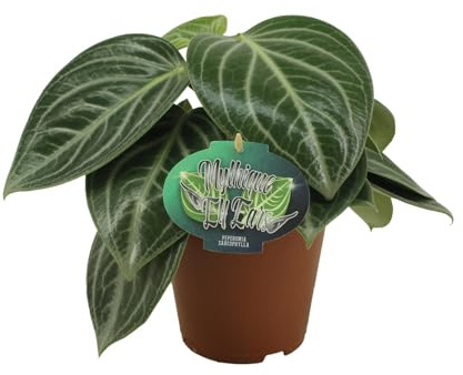 Peperomia Sarcophylla - 25cm - Ø15cm - Plante d'intérieur - Vert persistant - Cactus et plantes succulentes
