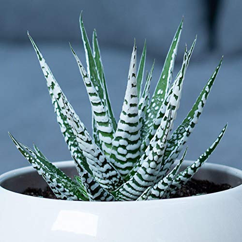 Succulent Haworthia Big Band | 15-25cm Potted Zebra Plant | Best Indoor Plants
