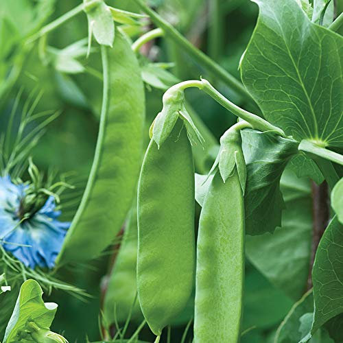 Pea Mangetout Snow Wind Garden Plant 125 Seeds Easy to Grow Your Own 1x Seed Packet by Thompson and Morgan