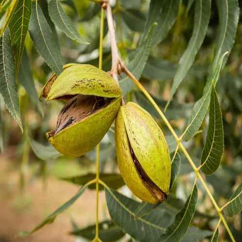 Semillas de árbol de nuez pecana verde 10 piezas