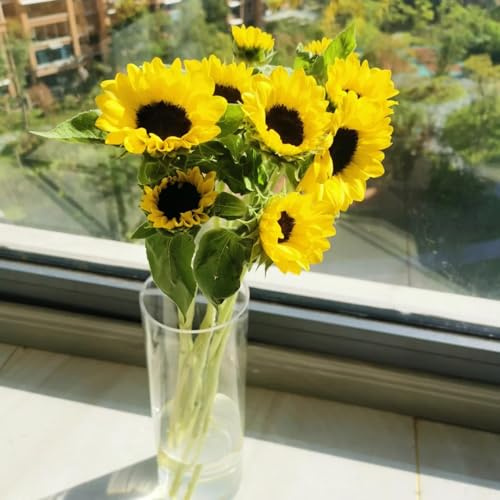 sonnenblumen winterharte stauden dauerblüher pflanztöpfe gartenpflanze schattenpflanzen garten winterhart indoor kräutergarten schnittblumen zimmerpflanze sonnenblume exotische 150samen