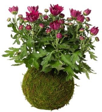 Kokedama Artesanal de Margarita Crisantemo | Planta Viva Interior DECOALIVE