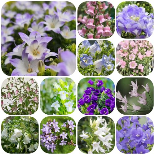 campanula - per balcone ufficio sempreverdi giardino tappezzanti 500semi