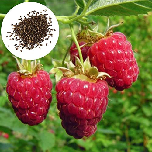 Luojuny Graines de Framboise Rouge, 20 Pcs Graines de Framboise Rouge Comestibles Nutritif Non-OGM Jardin Extérieur Cour Graines De Fruits Fournitures De Jardin des graines