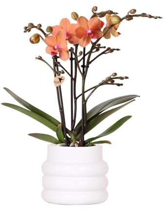 Kolibri Orchids | Orange Phalaenopsis Orchidee - Mineral Bolzano + Bubble Topf weiß - Topfgröße Ø9cm | blühende Zimmerpflanze - frisch vom Züchter