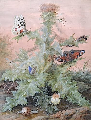HCOTZHPY Berühmtes Gemälde Leinwand Bilder Kunstdrucke Abstrakt Poster Insekten um eine Distel von Margaretha Barbara Dietzsch Moderne Farbposter für Wohnzimmer 60x90cm