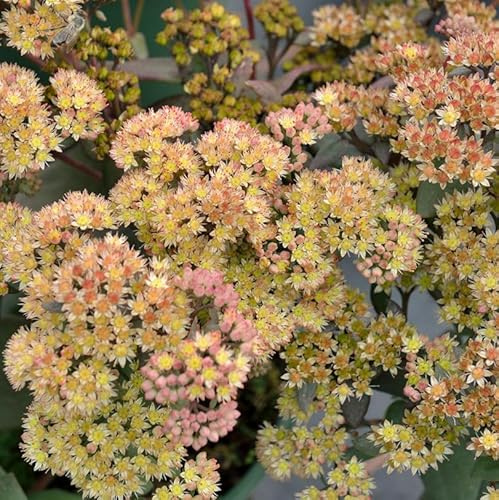 Große Fetthenne Yellow Xenox - Sedum telephium - lebende Gartenpflanze aus den Baumschulen