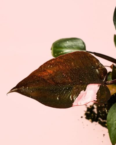 PUR PLANT Philodendron Pink Princess | Planta natural de interior tropical | Hojas grandes con tonos rosados y verdes brillantes | Exótica, resistente y decorativa | Maceta de Ø12 cm