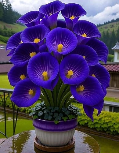 Raro Calla bulbi,piante erbacee Resistenti perenni,adatti per la semina immediata,Calla pianta vera(non artificiali)-2 bulbi-K