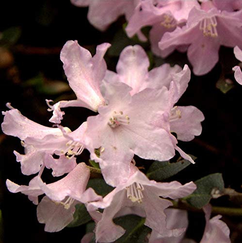 Rostblättrige Alpenrose Tottenham 10-15cm - Rhododendron ferrugineum