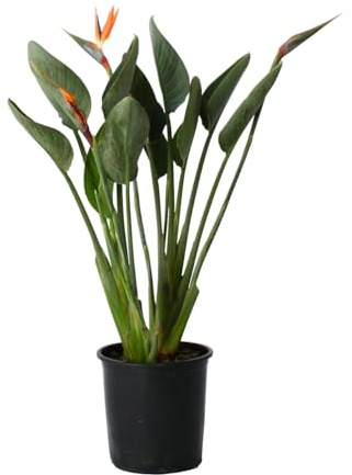 Plant in a Box - Strelitzia Reginea - Königs-Strelitzie - Mit Blume! - Grüne Zimmerpflanze - ⌀27cm - Höhe 80-100cm