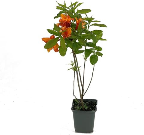 Rhododendron luteum 'Golden Eagle' von Intragarten | winterhart und immergrün | Gartenpflanze im 9x9cm Topf gewachsen (1)