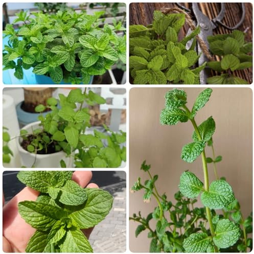 Semi di menta verde - semi di da cucina tappezzante da giardino roccioso resistenti vecchie varietà semi di medicinali 500pcs