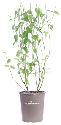 Pianta di Kerria Japonica Pleniflora Pianta di Rosa Giapponese pianta da esterno pianta da fiore giallo pianta ornamentale cespuglio di Kerria pianta vera venduta da eGarden.store