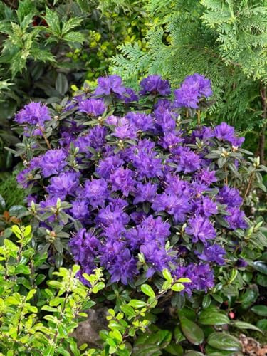 Rhododendron russatum Enziana 30-40 cm winterhart immergrün | Violettblaue Blüten, kompakter Wuchs, halbschattiger Standort, pflegeleicht, ideal für Beet, Vorgarten und Kübelbepflanzung