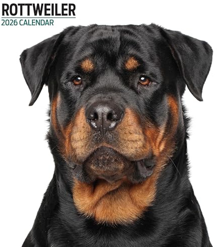 Rottweiler 2026 Modern Calendar