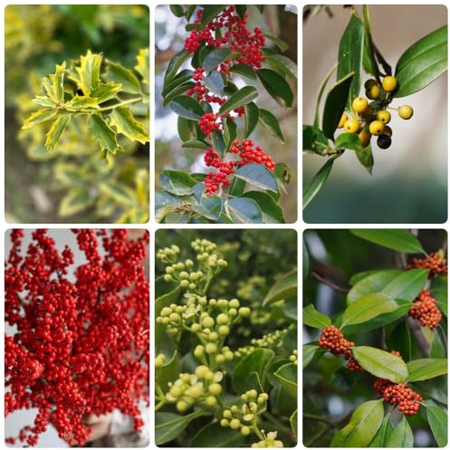 Semi di agrifoglio - e cespugli Ilex chinensis - Le perenni sono decorazione del giardino per esterno 50pcs