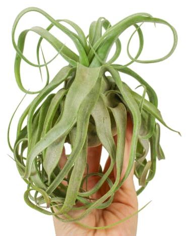Planta Natural Tillandsia Streptophylla Grande | Plantas de Aire | Sin tierra | Fácil de cuidar | interior