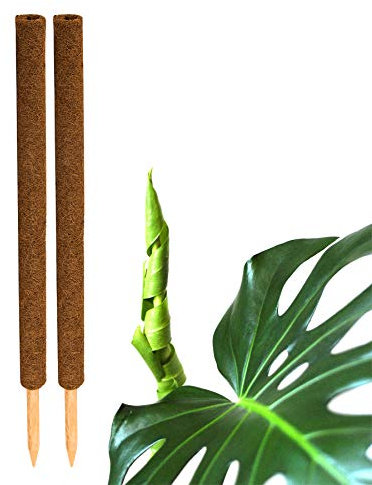 BigDean 2er Set Pflanzstäbe Kokos 80 cm - Monstera Rankhilfe Rankstäbe Stab Moosstäbe Pflanzenstäbe Kokosstäbe für Pflanzen - aus natürlicher Kokosfaser - verlängerbar