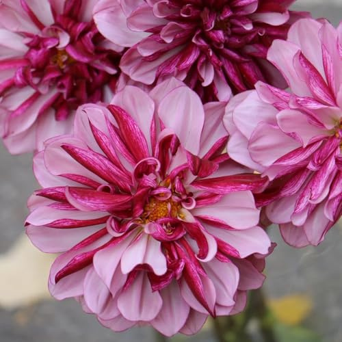 dalia di primavera semi di giardino decorazione sala bonsái decorazione giardino ombra, resistenti semi esotici 10pcs